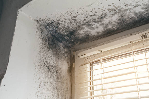 Affordable Mold Cleanup solutions in Alpine, NJ